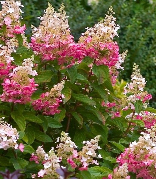 Hydrangea paniculata 'Pink Diamond'